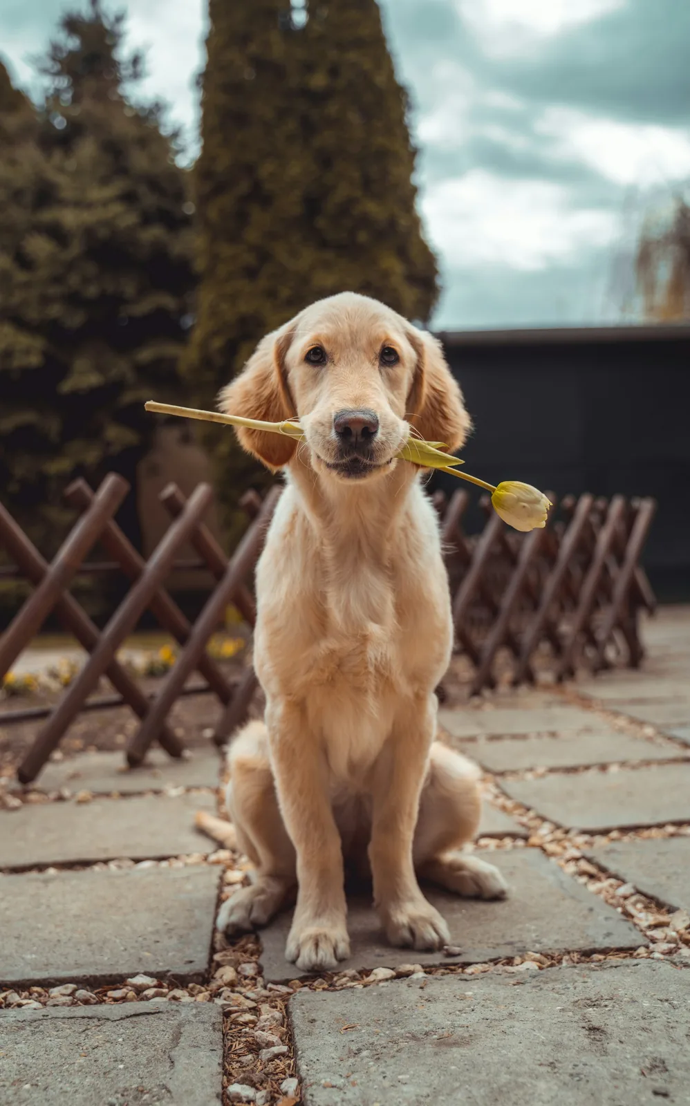 Illustrative walks & sniff breaks